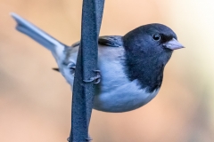 20190312-B94A0991-Edit